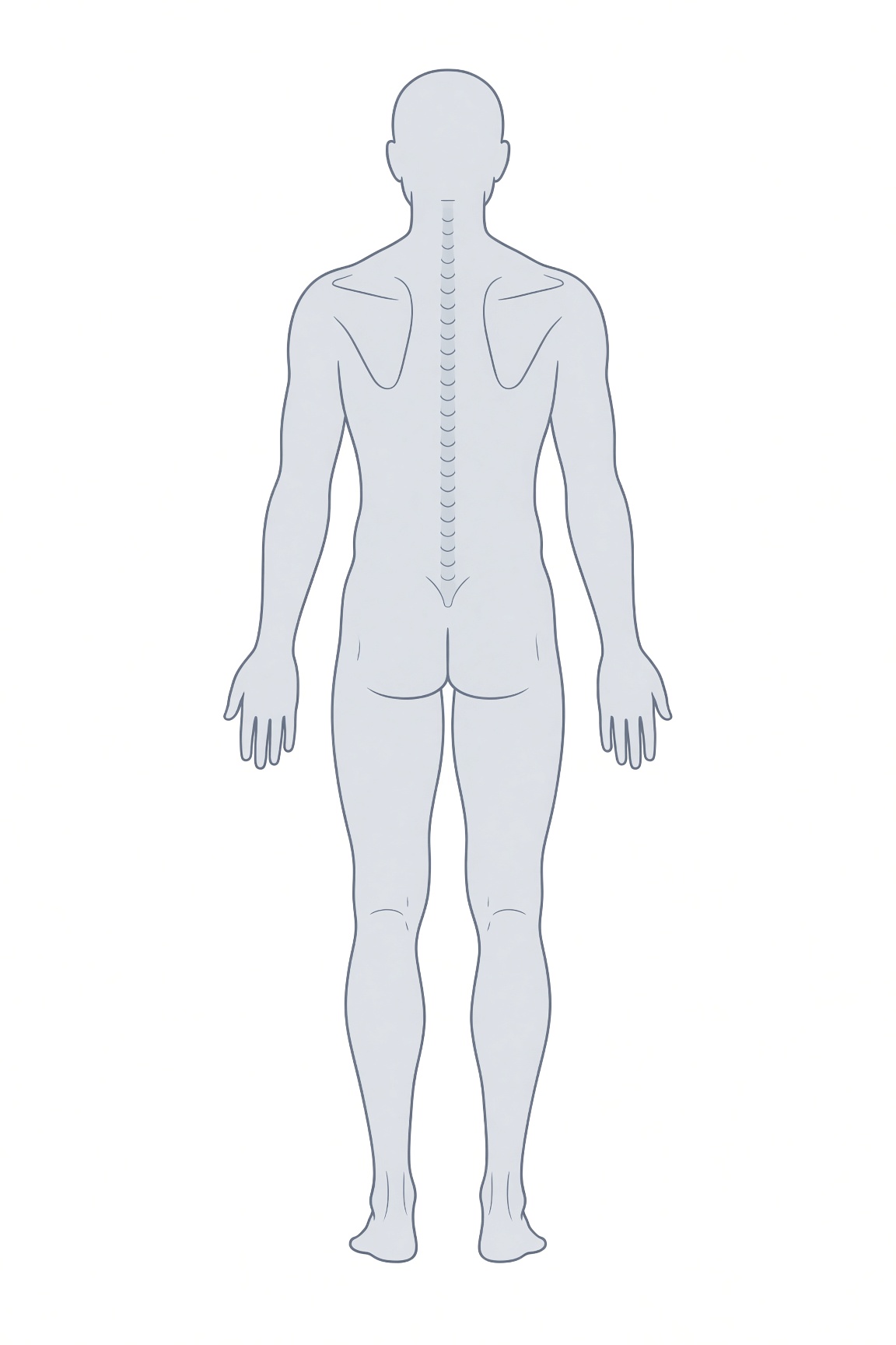 Posterior anatomical figure